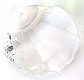 Crystal Sea Shell
