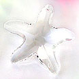 Crystal Star Fish