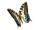 Beautiful Butterfly!