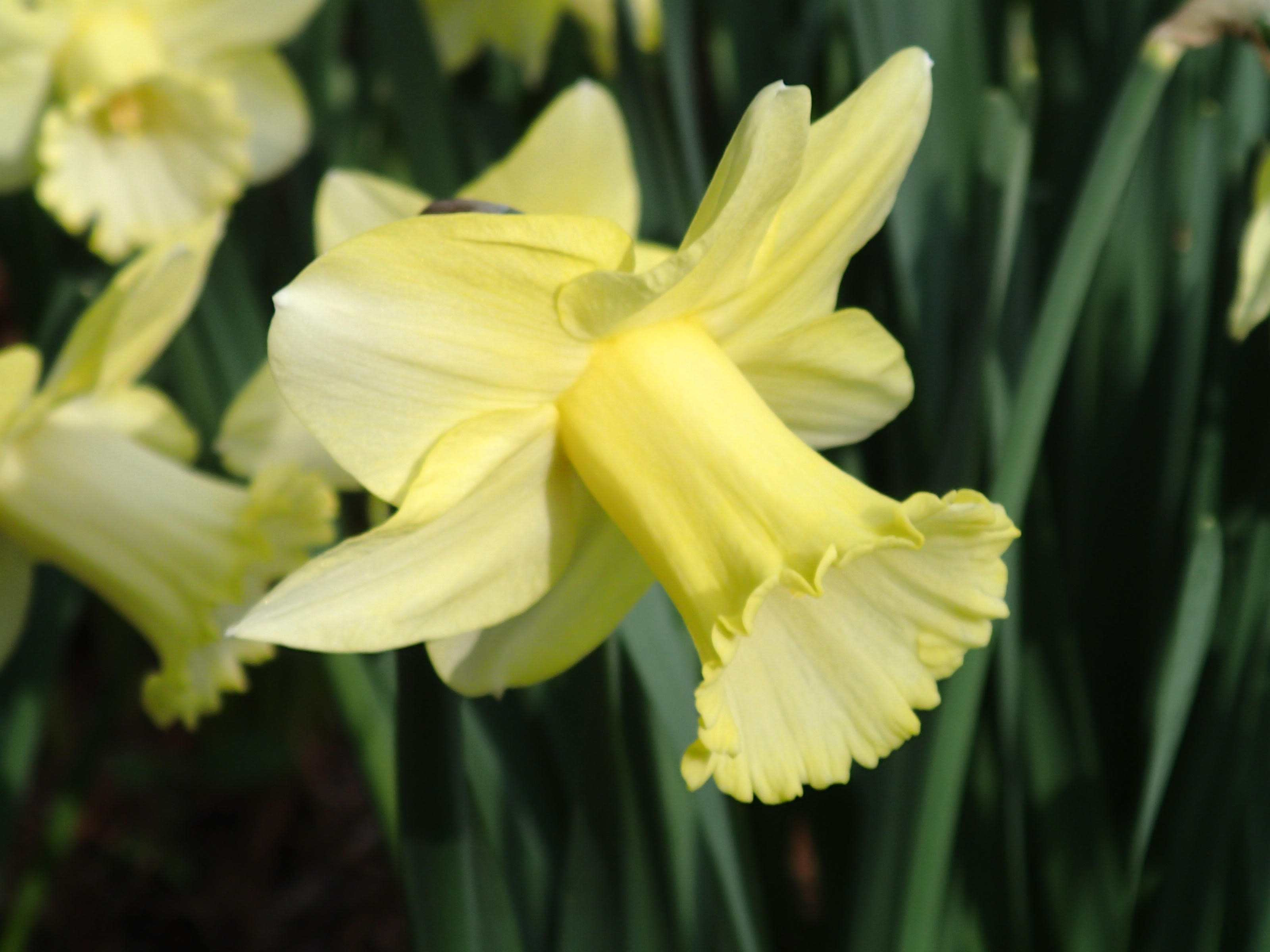 Spectacular Daffodil Pistachio