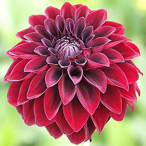 Dahlia Flower.