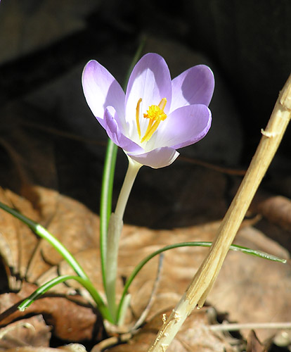 An Early Spring Crocus. Such a Delicate And Beautiful Creation!