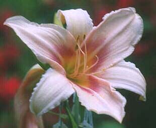 Daylily Prairie Charmer