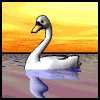 Beautiful Swimming Swan